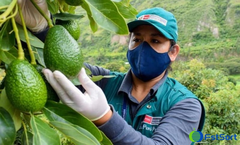 images/1697011034348Aguacates peruanos, arándanos y anomalías climáticas de El Niño afectan importación y exportación de frutas1.jpg